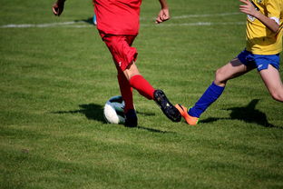 开云-比利时男篮在欧洲预赛中坚持不懈，目标奥运荣誉，比利时男子篮球队